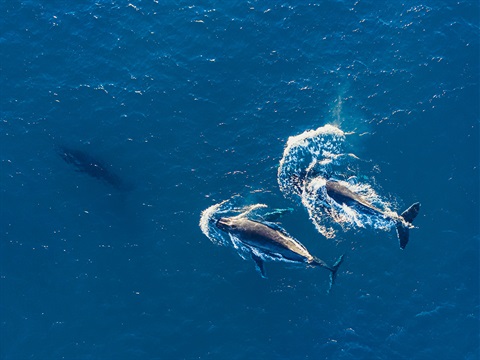 Welcome Back Whales.jpg