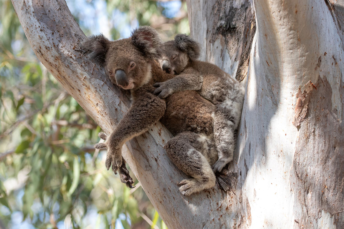 Wildlife Encounters on Redlands Coast - Koalas.jpg