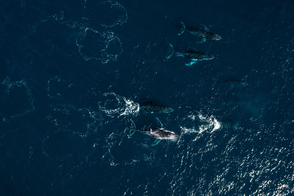 Wildlife Encounters on Redlands Coast - Whales.jpg