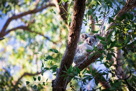 Wildlife Encounters on Redlands Coast.jpg